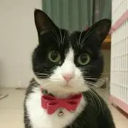 socks-catの画像