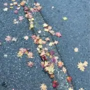 うさの画像