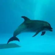 長ネギ