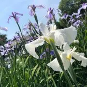 IRIS｜在庫処分！大幅価格交渉どうぞ！の画像