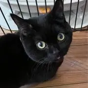 黒猫の画像