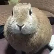 マニー  お返事遅れます