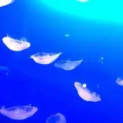 かいみんの画像