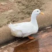 おとうふの画像