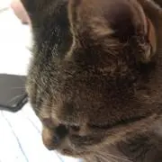 タシギヤの画像