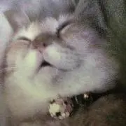 がんたま