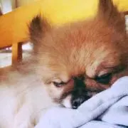 たろちゃんロアー探し中