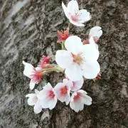 ことりの画像