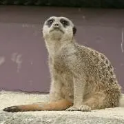 ぴんころ