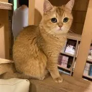 にゃんこの画像
