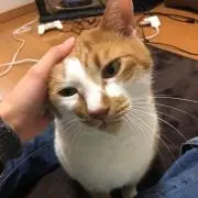 やまと