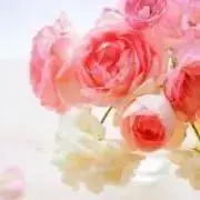 シシィの画像