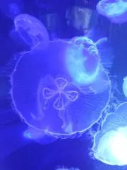 ふじたかなすび