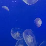 透の画像