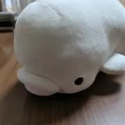 白イルカの画像