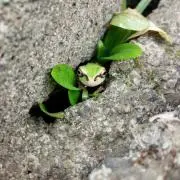 しぃ