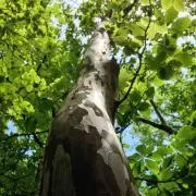 やまと【プロフご確認下さいませ】の画像