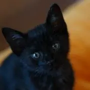 ユーカリ