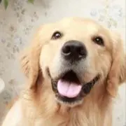 トモカの画像