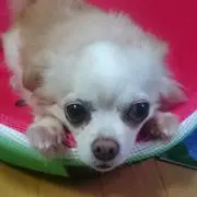 シェリーの画像