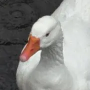 めじろの画像