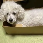 風次郎の画像