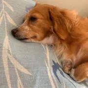 うまごん