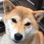さくら0219の画像