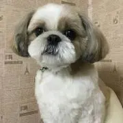 だいちゃんママ