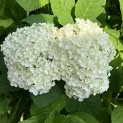 ちょこ  フォロー割ありの画像