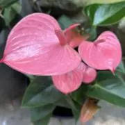 dandandanの画像