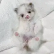 fの画像