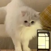 ゆみこ