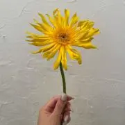 yuの画像