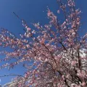 TULIPの画像