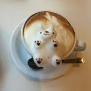 にゃんたの画像