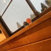 っぴまるの画像