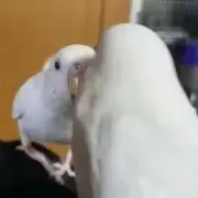 しろまるの画像