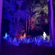 さくら大根の画像
