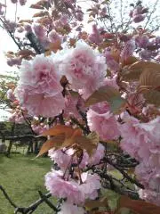 はぴとんまるの画像