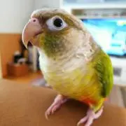 れもんちゃん