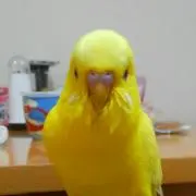 とりの画像
