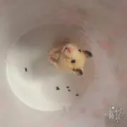 にゃの画像