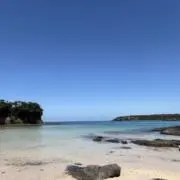 ニコの画像