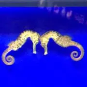 あんにんの画像