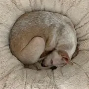 リッキーチャンの画像