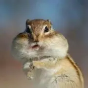 まにゃ