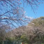 とくお