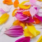 さくらこの画像