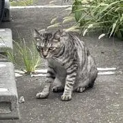 ししょーの画像
